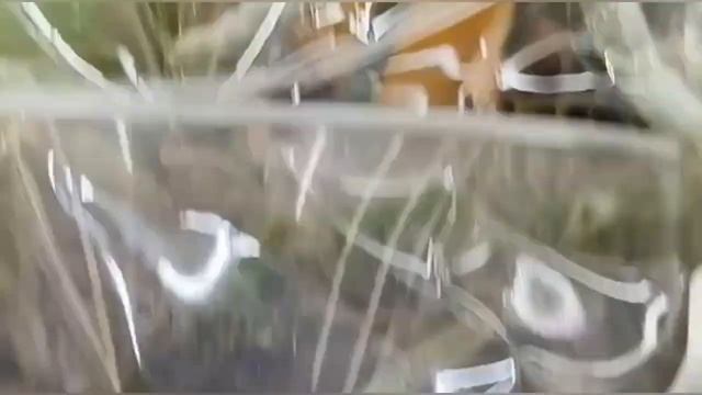 Биг липы ? в Леруа на Залесной (Казань) смотреть онлайн