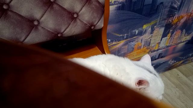 96-99 Рассказ кабан Е.И.Чарушин лит.чт 4 класс 2 часть смотреть онлайн
