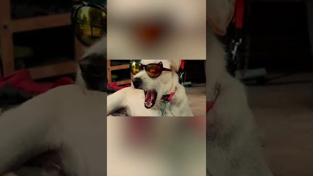 Самое сильное желание организма смотреть онлайн