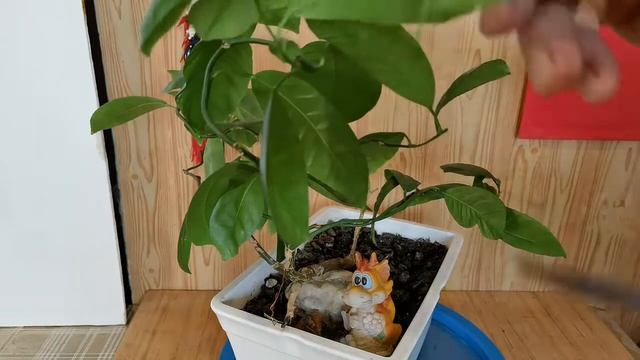 Обзор и коррекция бонсай летящий дракон. Review and correction of the flying dragon bonsai. смотреть онлайн