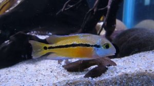 Никарагуанская цихлазома_1.