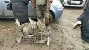 ?Откорм Кроликов породы фландер.