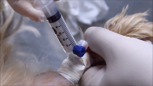 Trakeal Kolaps (Tracheal Collapse) смотреть онлайн