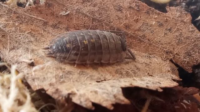 Содержание мокриц вида |PORCELLIO SPINICORNIS| Русский isopodokiper смотреть онлайн