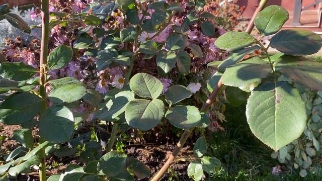 ОСЕННЯЯ ОБРЕЗКА ПАРКОВЫХ РОЗ (ОСТИНКИ И ШРАБЫ) смотреть онлайн