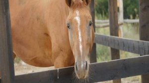 Лошадь на дыбах — почему лошадь ведет себя агрессивно?