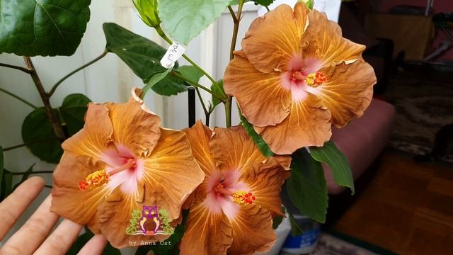 #Hibiscus ? Golden Cappuccino