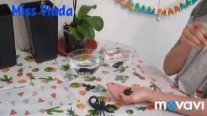 Посадка водяных лилий в домашних условиях (часть 1)