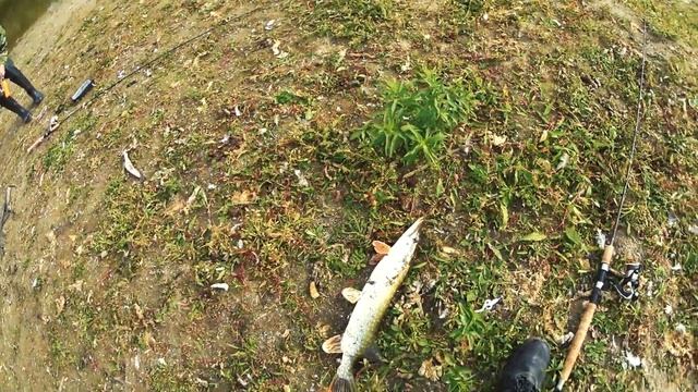 ОГРОМНАЯ ЩУКА, чуть не сломала спиннинг смотреть онлайн