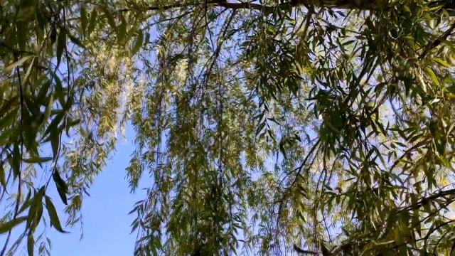 Эти предметы в доме говорят о наличии порчи. смотреть онлайн