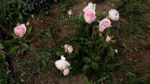 Обзор розы Гартентрауме