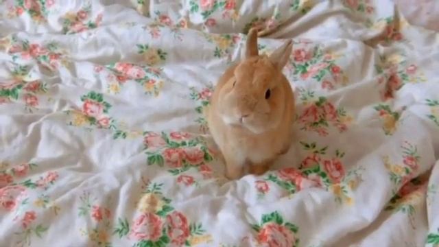 Funny Baby Bunny Rabbits | Funniest Rabbits With Funny Moments | Netherland Dwarf Rabbit смотреть онлайн