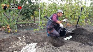 Посадка однолетних саженцев винограда с открытой корневой системой.