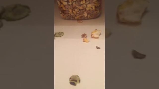 Чем кормить шиншиллу смотреть онлайн