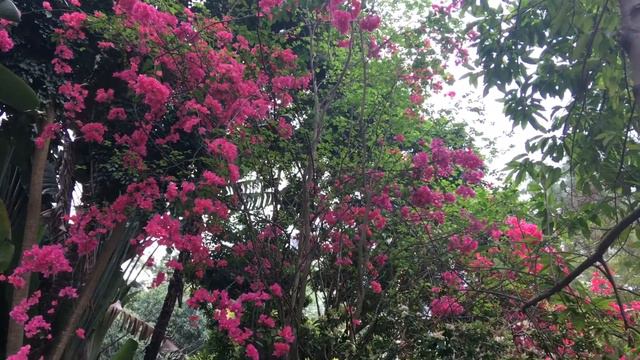 Hongkong Flowers Show 2021/ Kowloon Park Hongkong смотреть онлайн