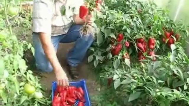 Сладкий перец смотреть онлайн