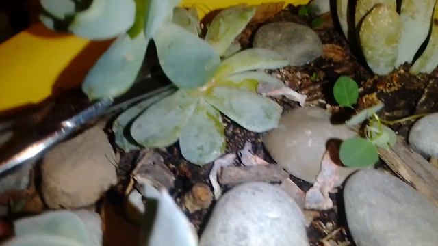 pues si me funcionó la decapitación de mis dos echeverias melaco y elegans ??????? смотреть онлайн