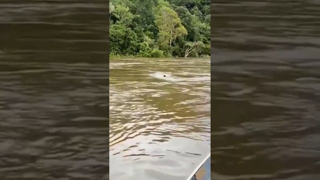 СПАСЕНИЕ УТОПАЮЩЕЙ ОБЕЗЬЯНЫ #animal смотреть онлайн