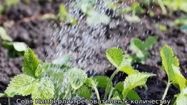 Клубника Кимберли смотреть онлайн