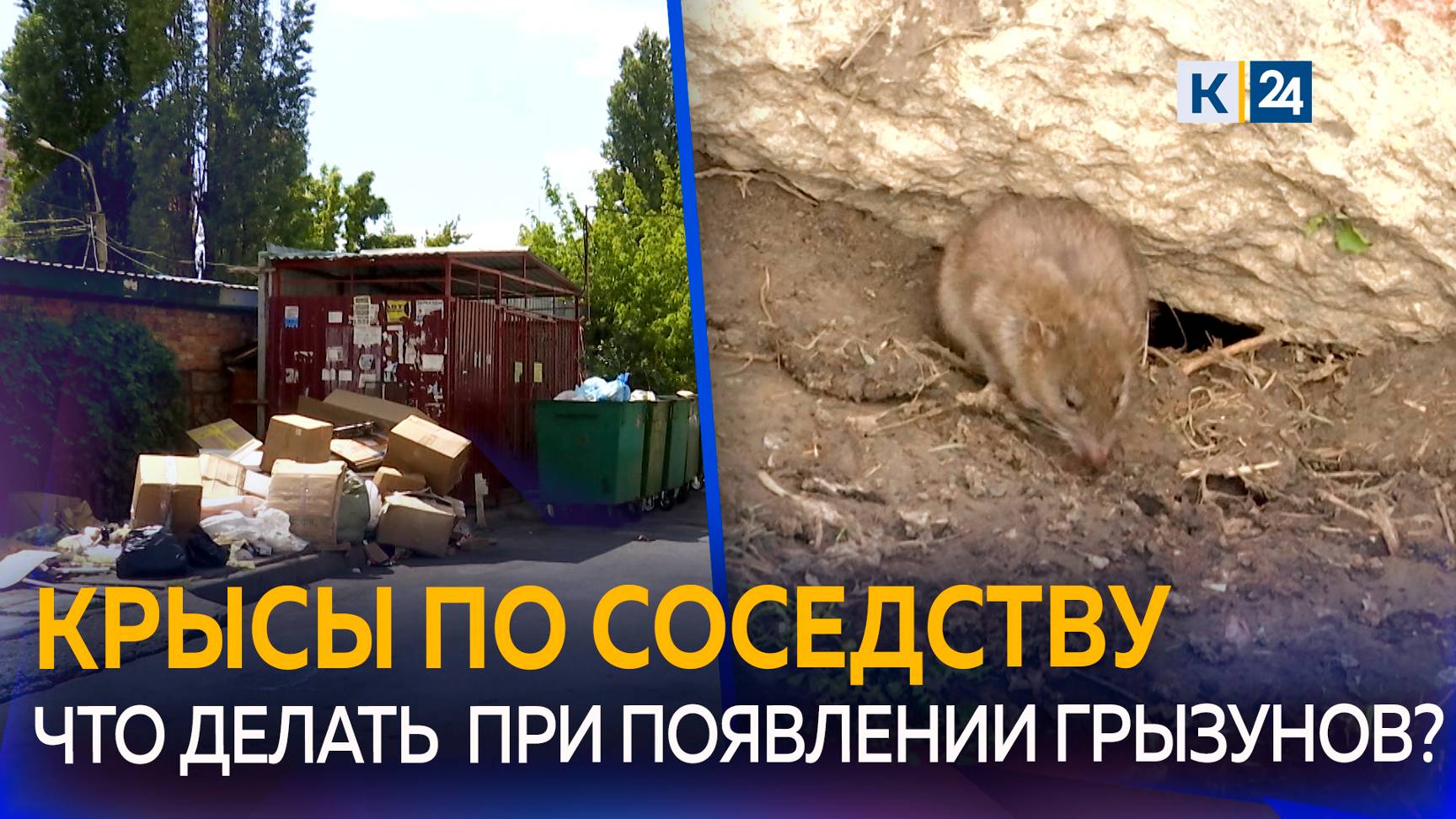 В Краснодаре крысы облюбовали мусорные площадки смотреть онлайн
