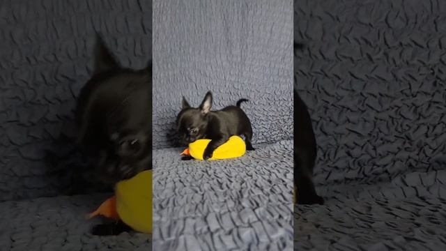 черная девочка чихуахуа смотреть онлайн