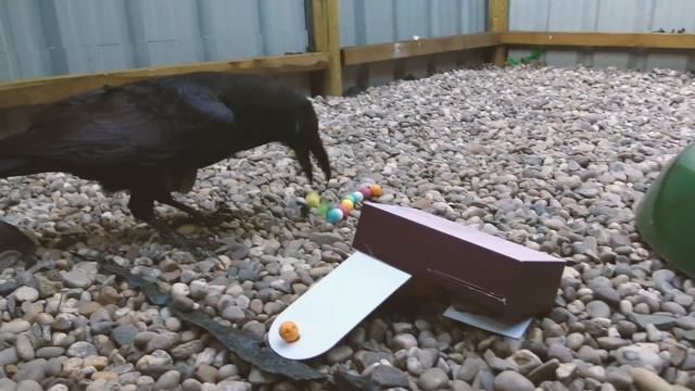 Fable the Raven | Solving Puzzles And Toys Made By You! смотреть онлайн