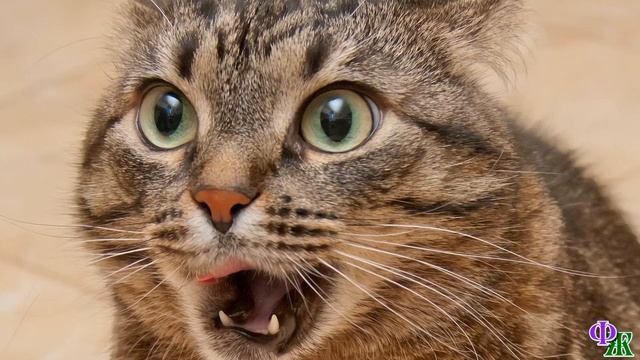 Ловить мышей КОШКА отказалась наотрез… Она была уверена, что не для такой жизни её мама родила смотреть онлайн