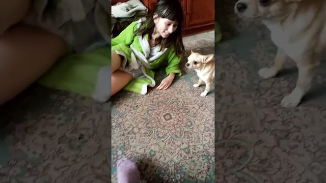 Злой чихуахуа смотреть онлайн