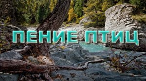 ПЕНИЕ ПТИЦ В ЛЕСУ|ДАСТ ВАМ ПОЛОЖИТЕЛЬНЫЙ ЗАРЯД ЭНЕРГИИ И ВОССТАНОВИТ ВАШИ СИЛЫ!