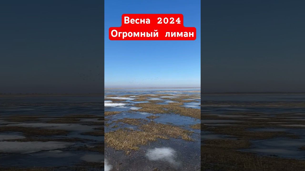НАВОДНЕНИЕ В ПОЛЯХ#охота #охотанагуся #весенняяохота #охотанауток #охотавидео #shorts смотреть онлайн
