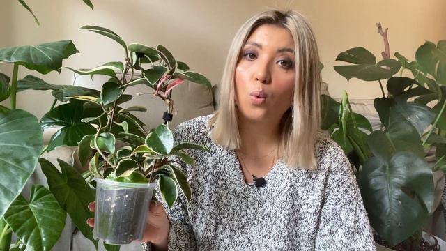 TOP COMMON HOUSEPLANTS | FAVOURITE AFFORDABLE PLANTS смотреть онлайн