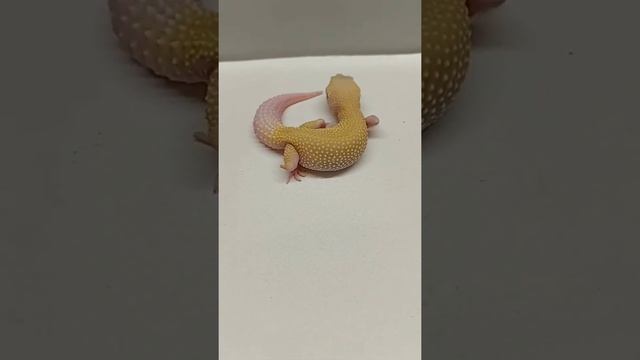 красивый геккончик #shorts #геккон #gecko смотреть онлайн