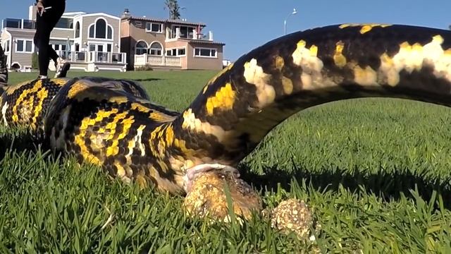 Reticulated Python has a massive bowel movement смотреть онлайн