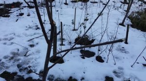 Формируем и обрезаем саженец сливы.