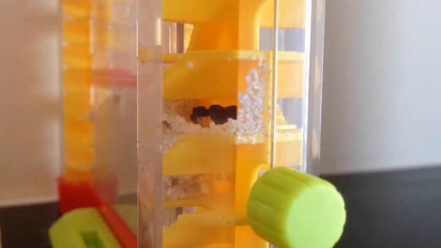 2 Часа Жизни Муравьев За 20 Секунд 2 Hours Ants Life In 20 Seconds смотреть онлайн
