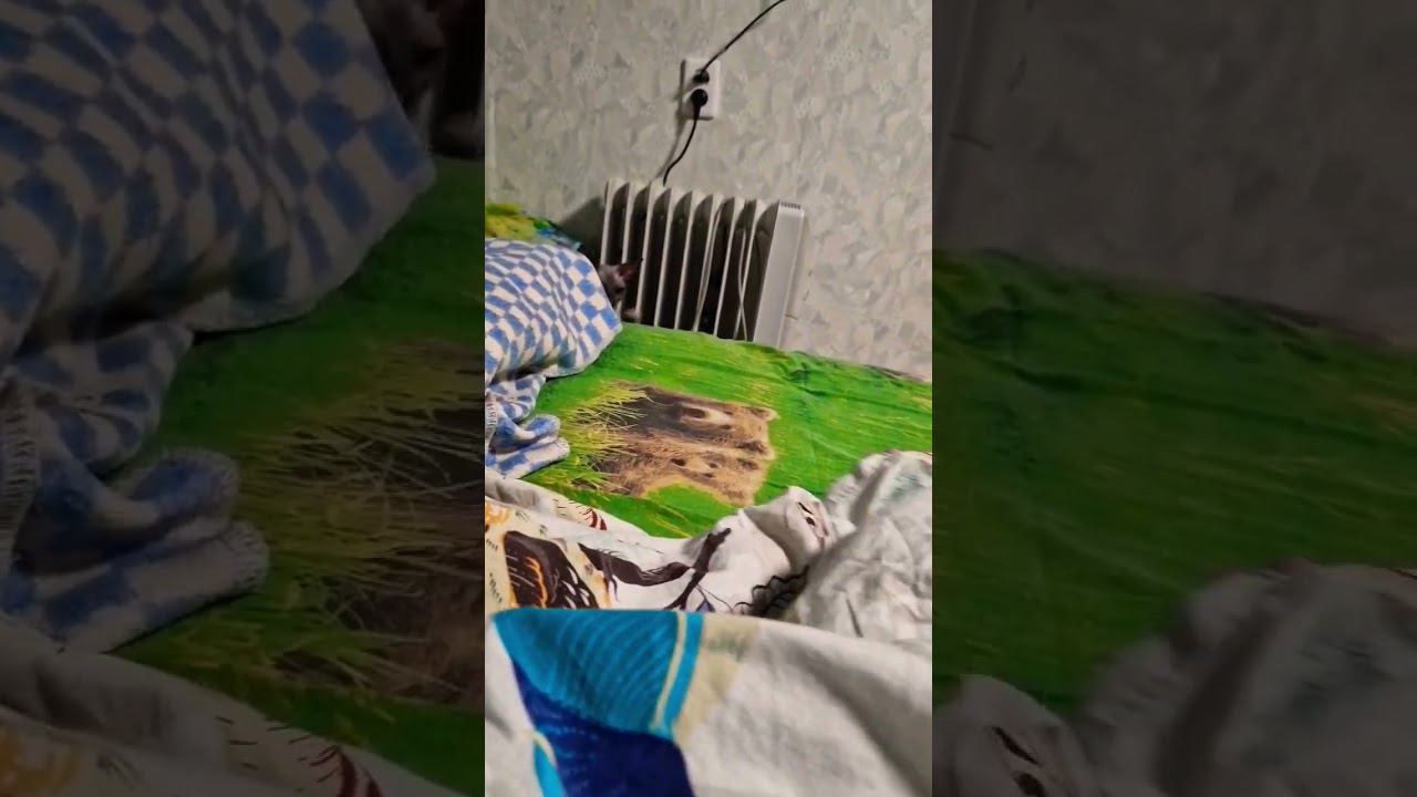 ▷Играю с котиком◁ смотреть онлайн