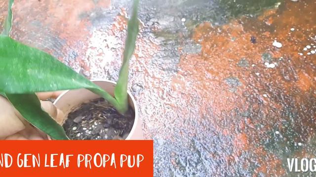 Snake Plant Metallica Propagation & Results | Leaf vs Rhizome смотреть онлайн