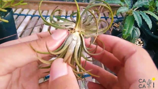 Harvest Tillandsia Ionantha Fuego Saplings