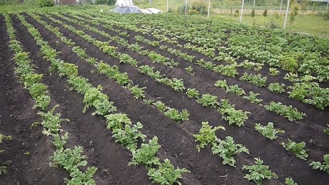 Выращивание картофеля с помощью мотоблока смотреть онлайн