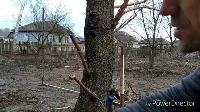 Прививка на взрослое дерево #прививкадеревьев #врасщеп смотреть онлайн
