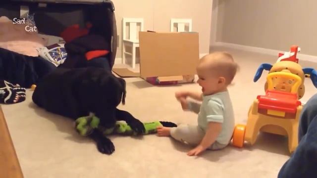 Labrador Dog and Baby Compilation смотреть онлайн