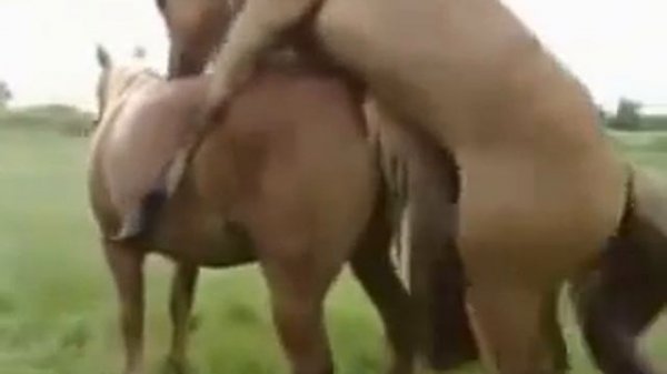 Вот така трахаются лошади