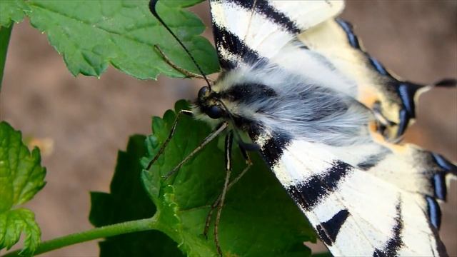 КРАСИВАЯ БАБОЧКА-ПОДАЛИРИЙ, ПАРУСНИК. Шерстяная бабочка. смотреть онлайн
