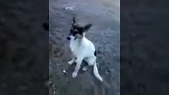 Видео. Собачка на речке. смотреть онлайн