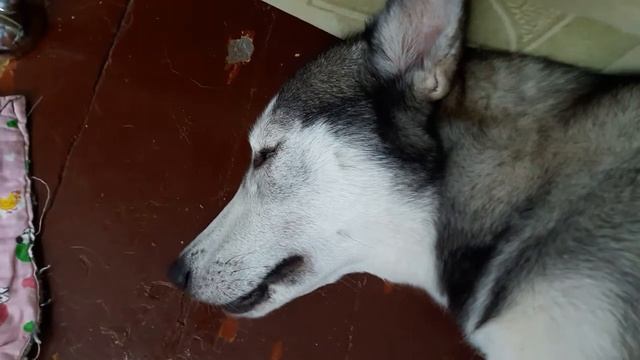 Наверно снится что она злая собака ?