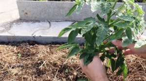 Как формировать низкорослые томаты в открытом грунте?