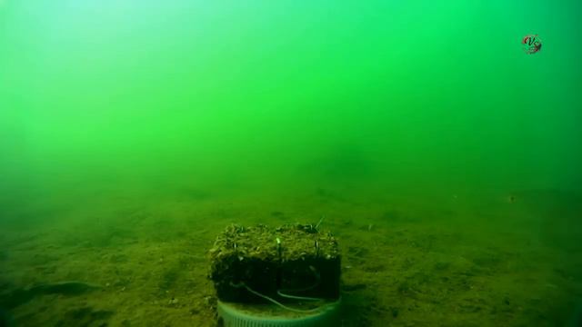 Рыбалка на озере Карасун и карьере в Адыгее, съемки под водой. поплавочная удочка и донка смотреть онлайн