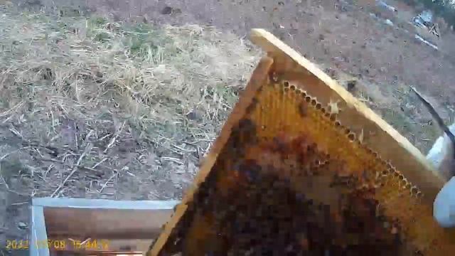 Развитие пчелопакетов из Узбекистана 14день . Подстановка вощины . смотреть онлайн
