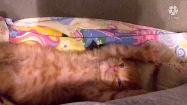 Бабушка подкармливала брошенного котёнка, но по незнанию сделала ему только хуже… смотреть онлайн