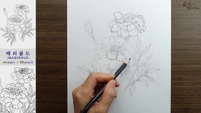 Flower Drawing Marigold | 매리골드(메리골드) 그리기 | 꽃그림 수업 75-1 смотреть онлайн